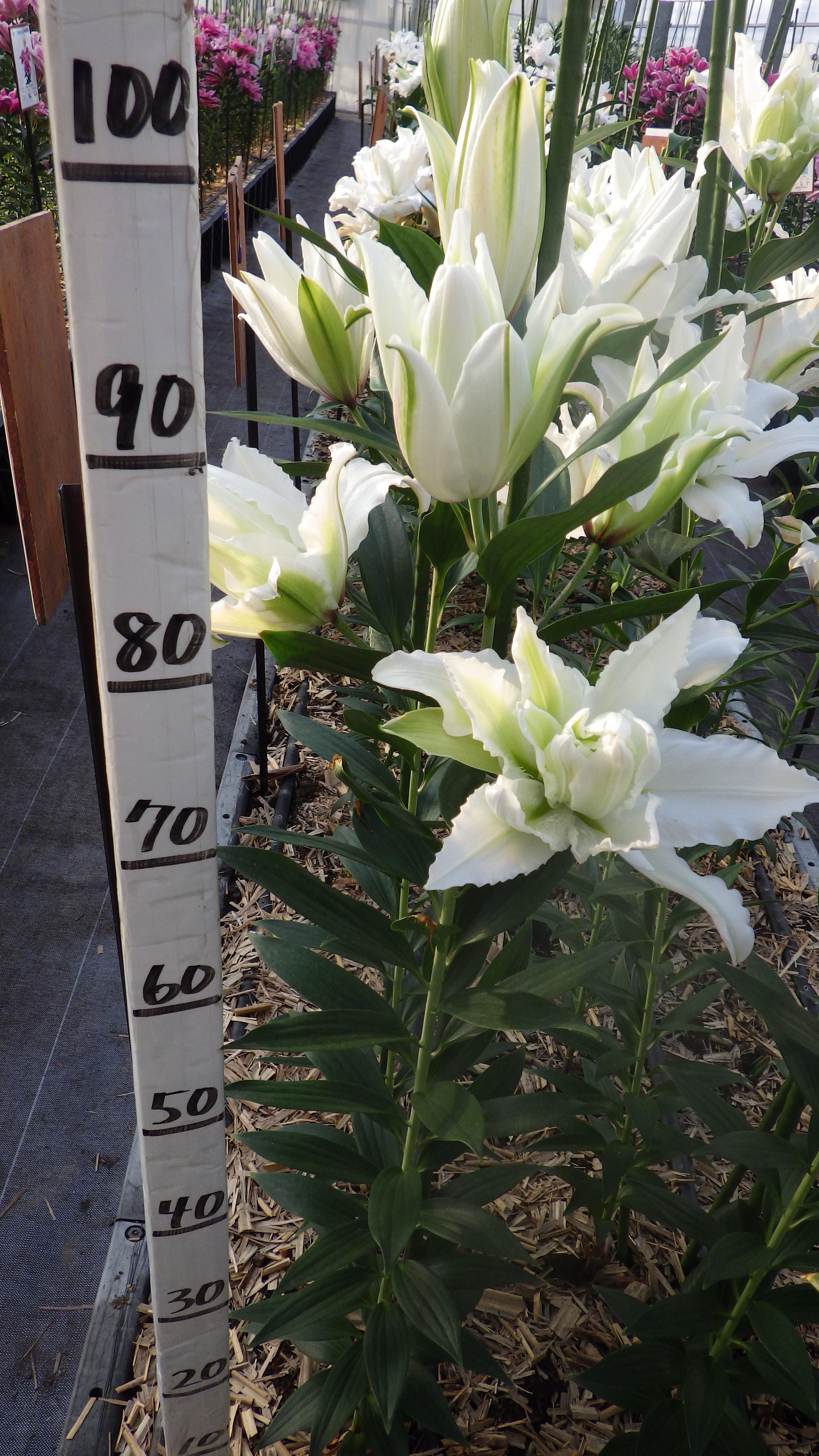 RL エレオノーラ(八重)